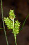 Fuzzy wuzzy sedge